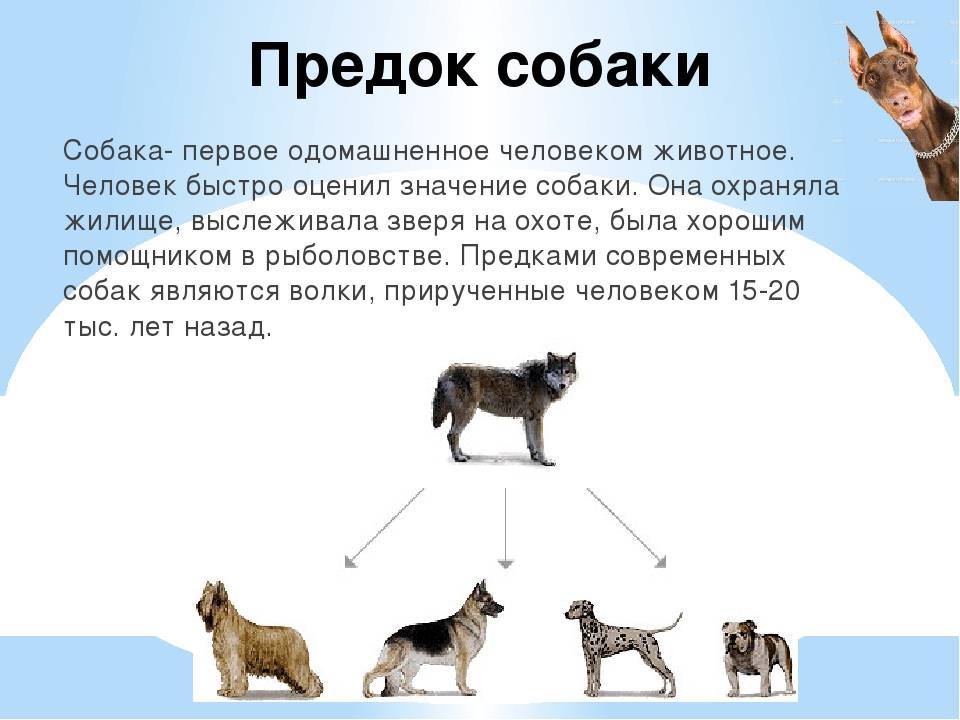 Версии о происхождении кошек