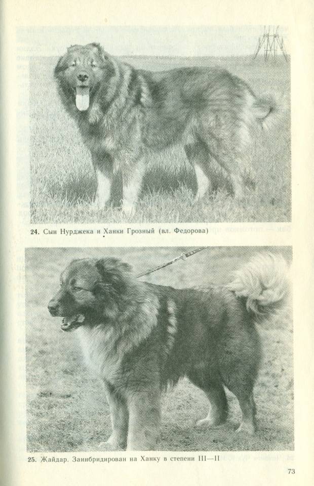 Московская сторожевая собака — фото, характеристика породы, правила ухода и содержания