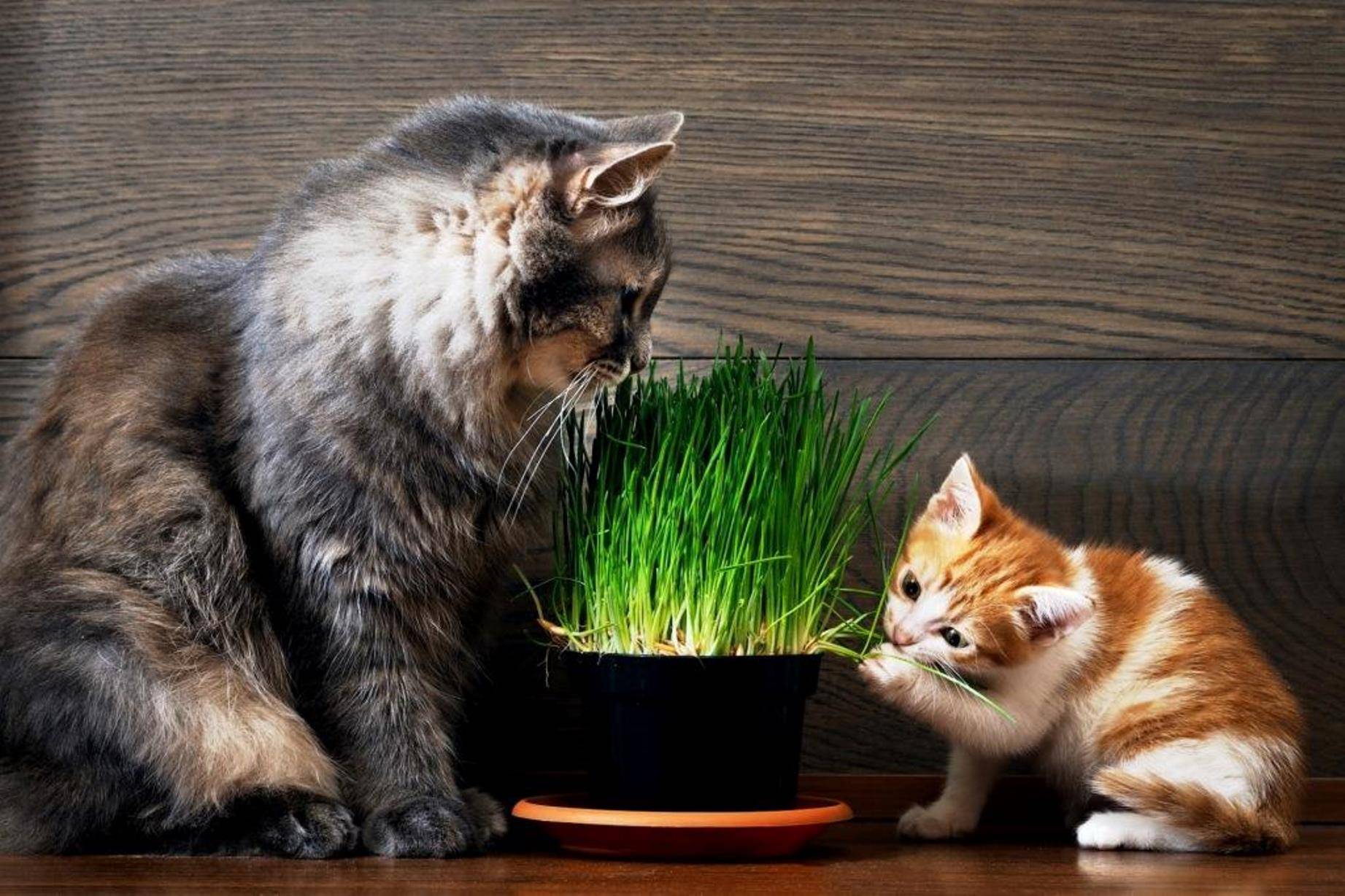 Кошка ест цветы - причины и что делать