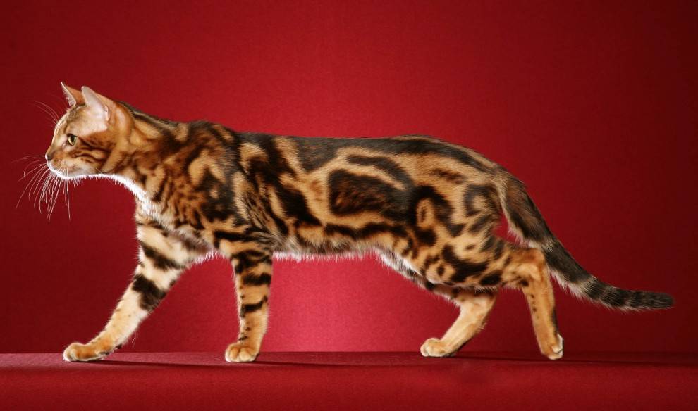 Британская кошка табби: все виды окраса, фото