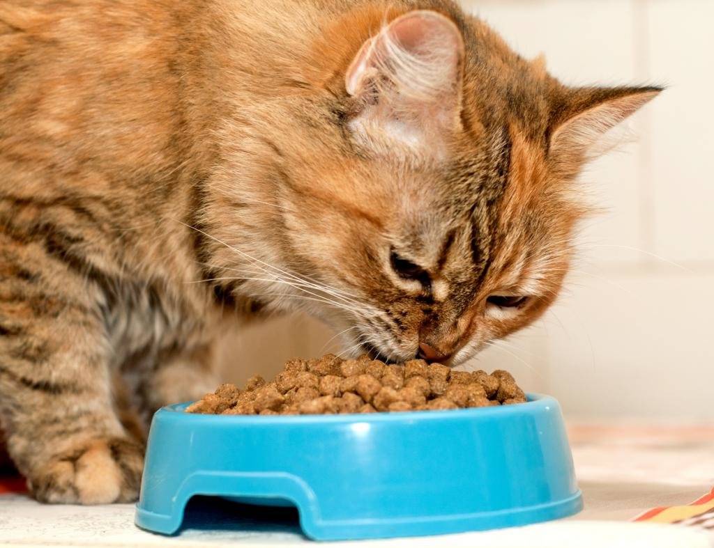 Каким кормом лучше кормить британского котенка: сухим, влажным или домашней едой