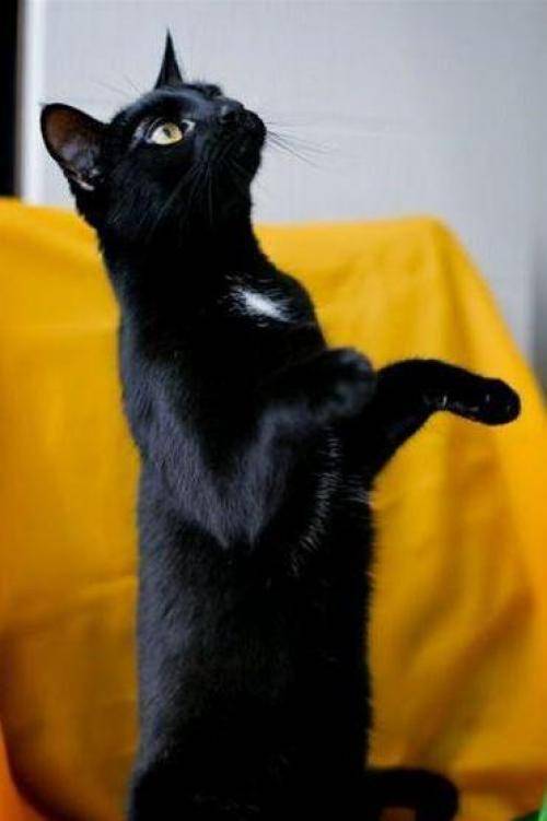 Черная кошка в доме: это хорошо или плохо