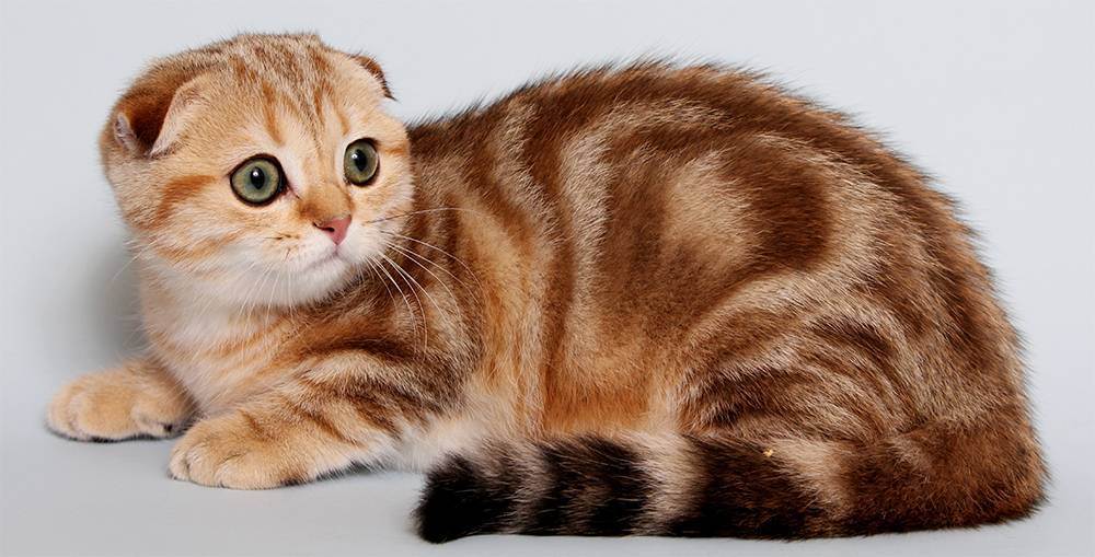 Шотландская кошка: разновидности, характер, уход за питомцем