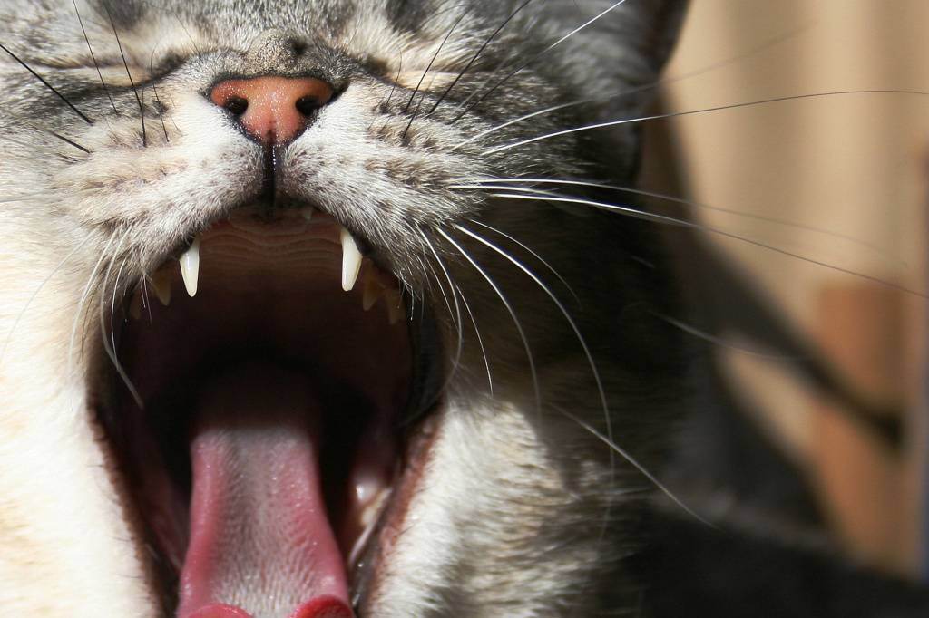 Запах изо рта у кошки – почему воняет и как с этим бороться?