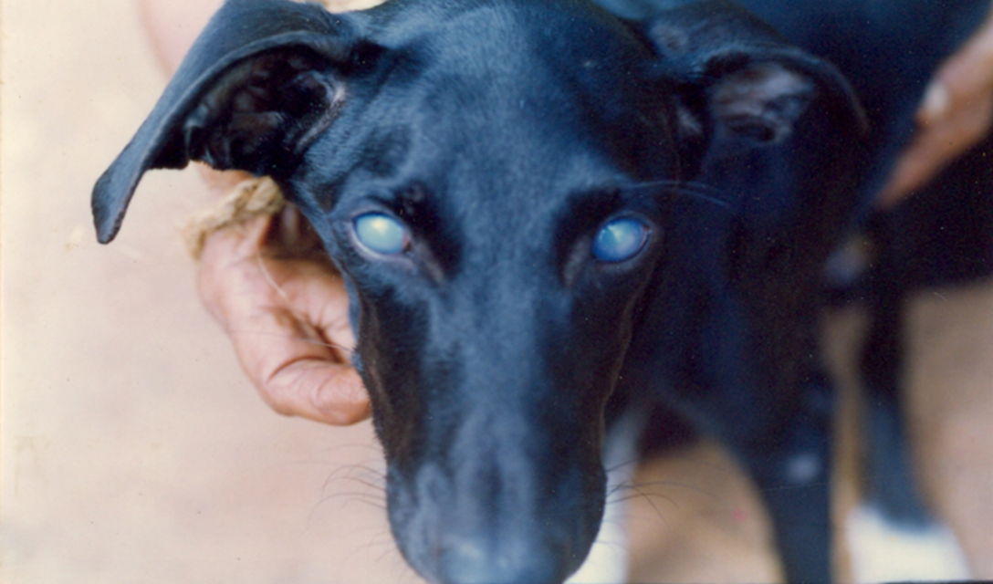 Аденовироз и аденовирусные инфекции у собак: симптомы, диагностика и лечение.