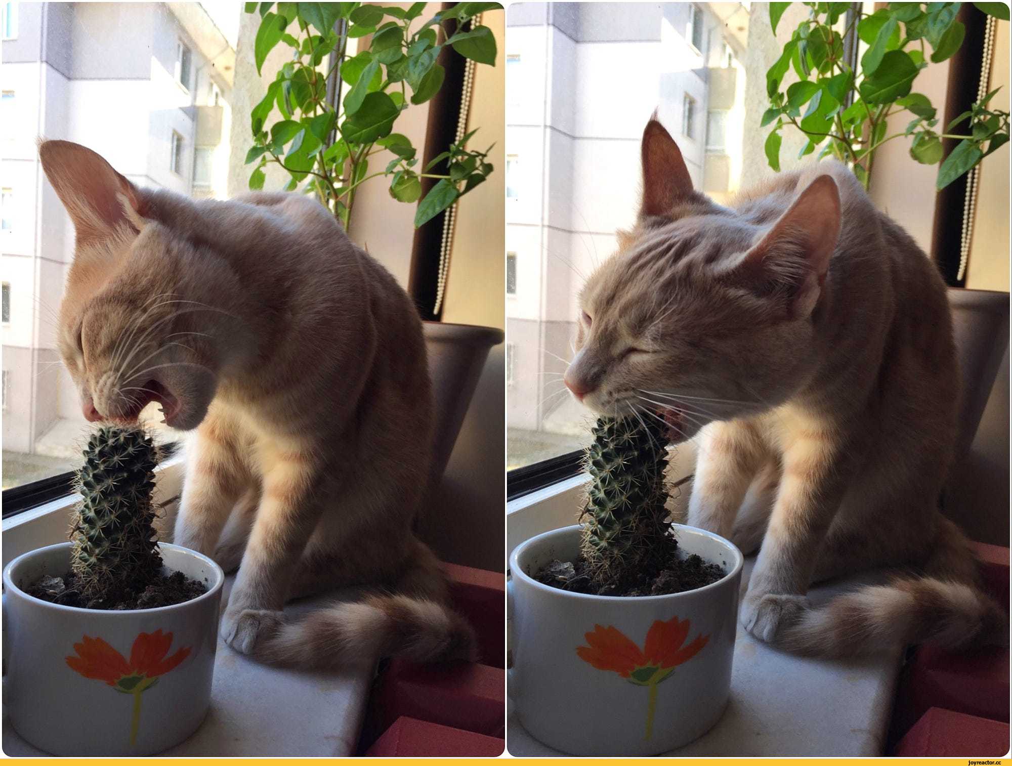Как отучить котенка и взрослую кошку гадить в цветочные горшки