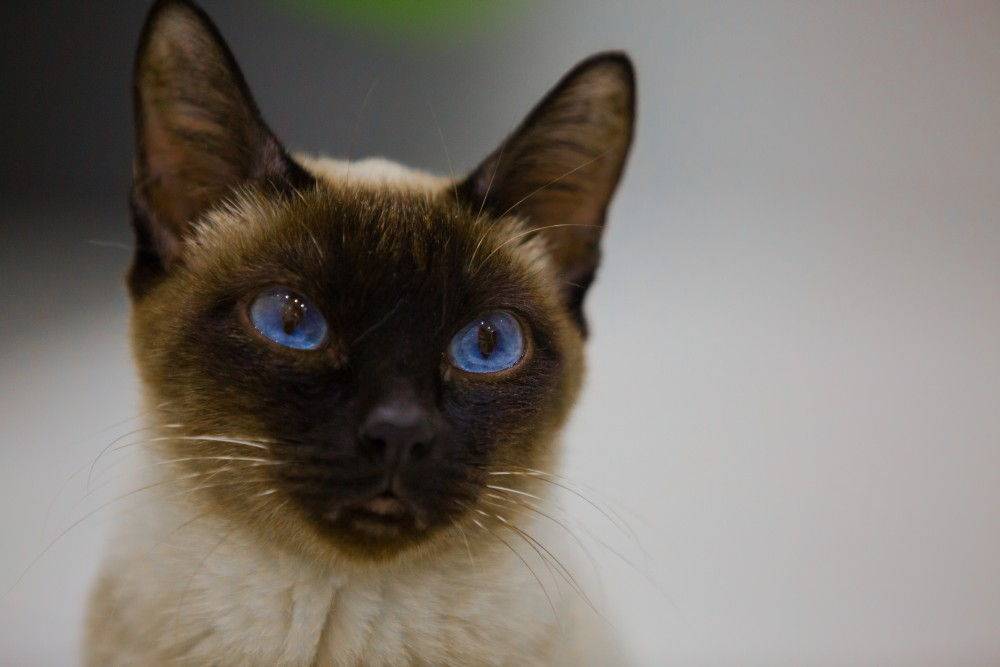 Тайская кошка. описание, особенности, уход и цена тайской кошки | животный мир