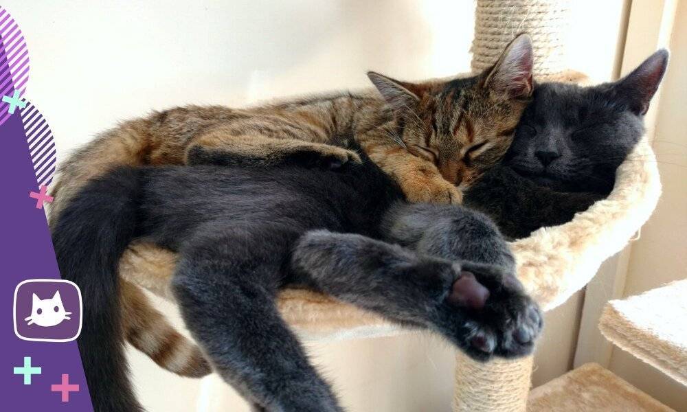 Две кошки в доме: как подружить, ужиться, примирить