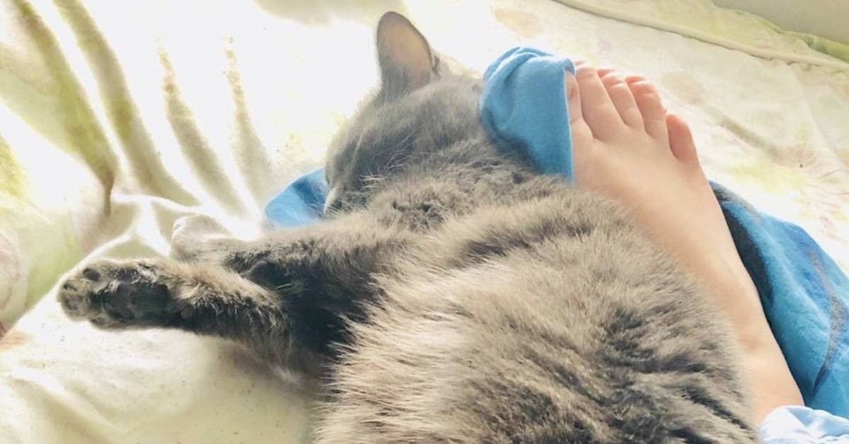 Почему кошка спит в ногах у человека: приметы, факты