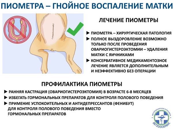 Пиометра у собак: симптомы, открытая и закрытая, лечение и операция по удалению, осложнения и последствия, выделения - блог о животных - zoo-pet.ru