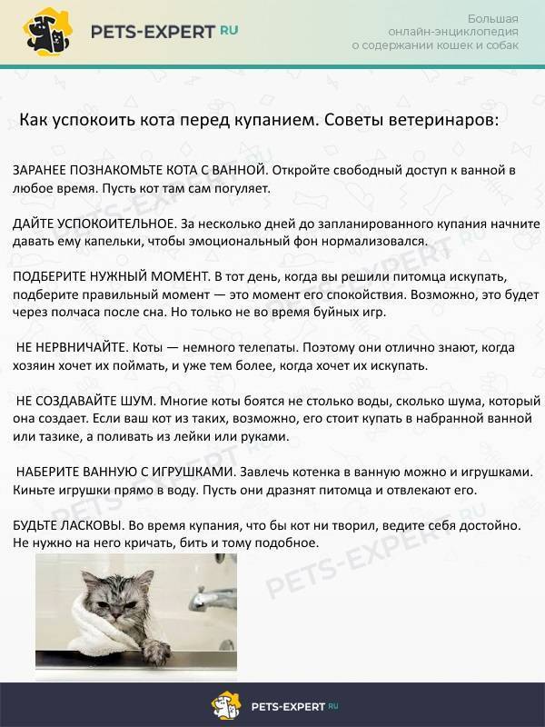 Ветеринарный врач про течку у кошек: как успокоить