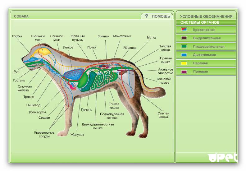 Расположение внутренних органов кошки: член или пенис у кота, анатомия