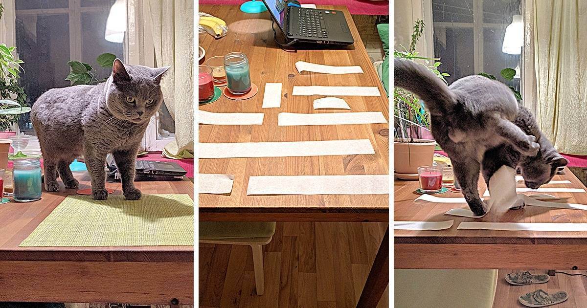 Игрушки для кошек и котов своими руками: как сделать в домашних условиях, какие приспособления предпочесть для котёнка и взрослого животного