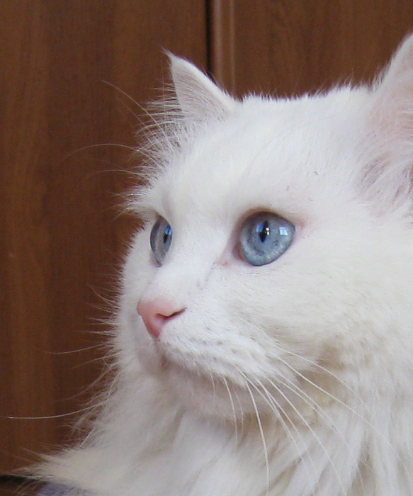 Знали ли вы, что белые кошки страдают глухотой