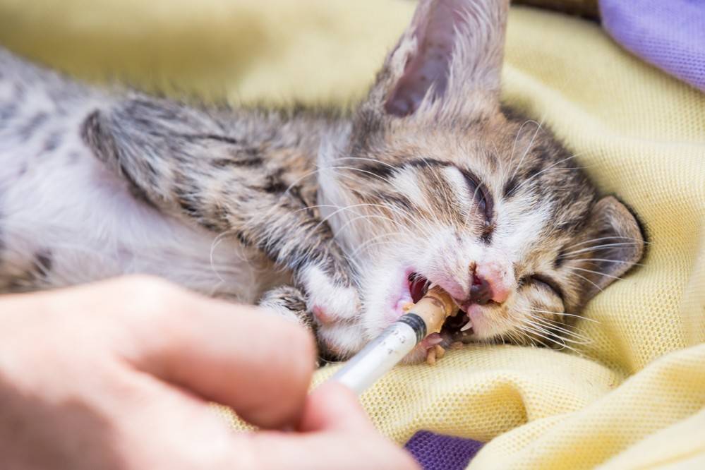 Простуда у кошек и котов: симптомы, лечение. чем лечить?