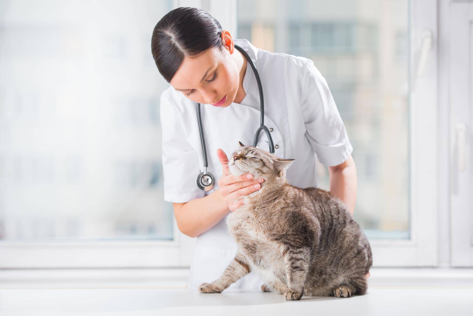 Бронхиальная астма у котов