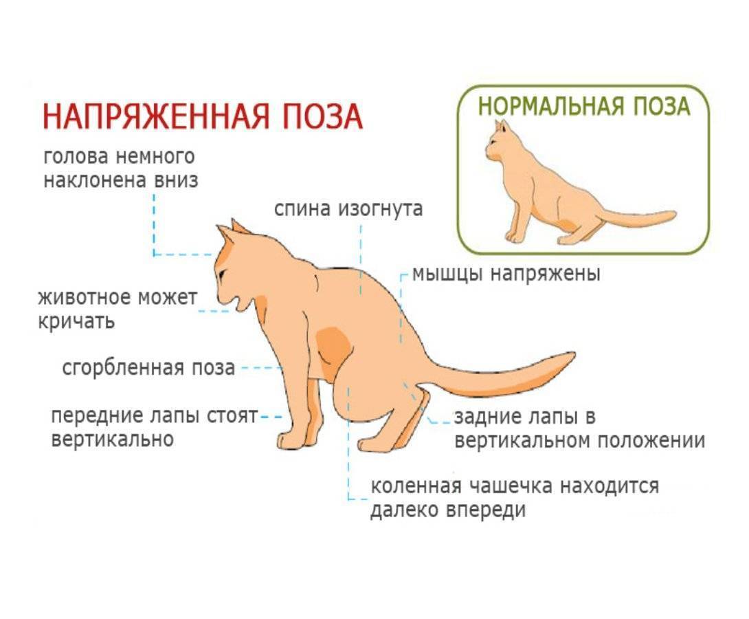 У кошки задние лапы плохо ходят: причины и лечение