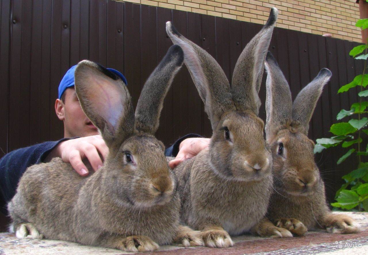 17 интересных фактов о кроликах