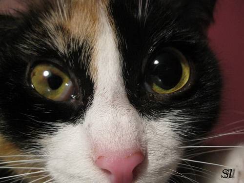 Почему зрачки у кошки разного размера – один больше другого, в чем причина и что это значит?