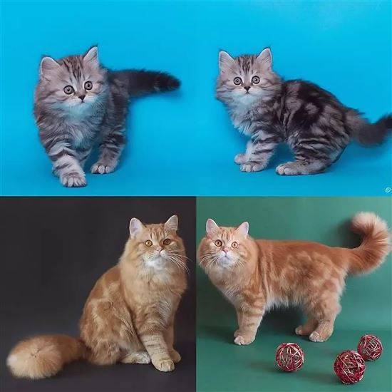 Окрасы кошек подробно » kuguarlend