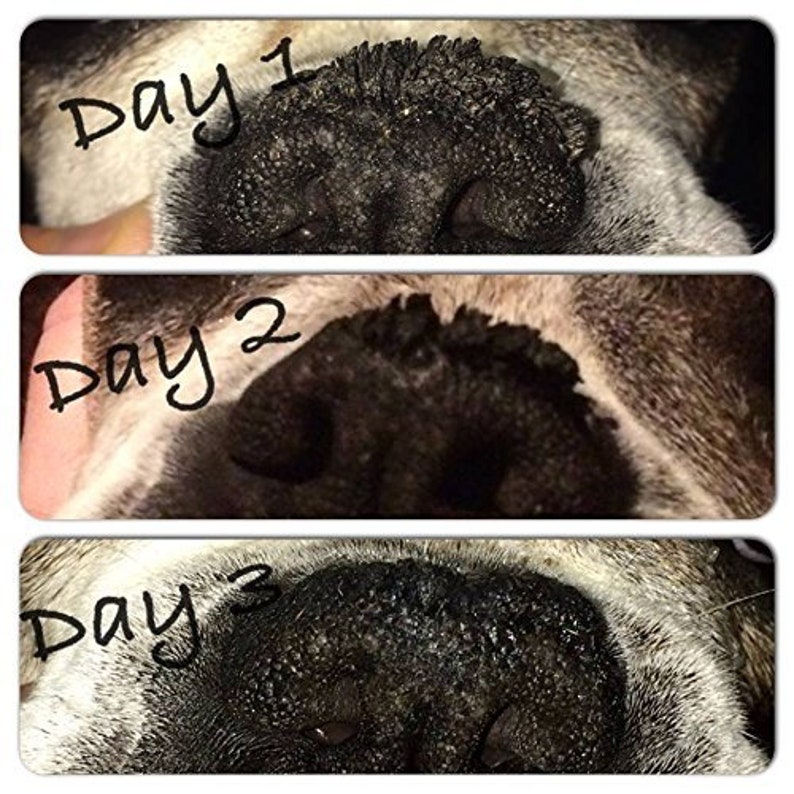 Сухой нос у собаки: что значит и опасно ли это? ответы на petstory