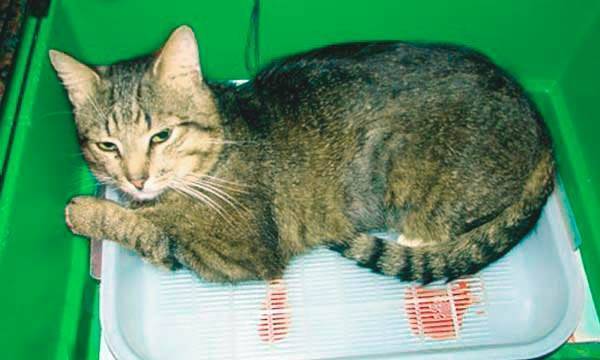 Признаки мочекаменной болезни у котов и способы лечения