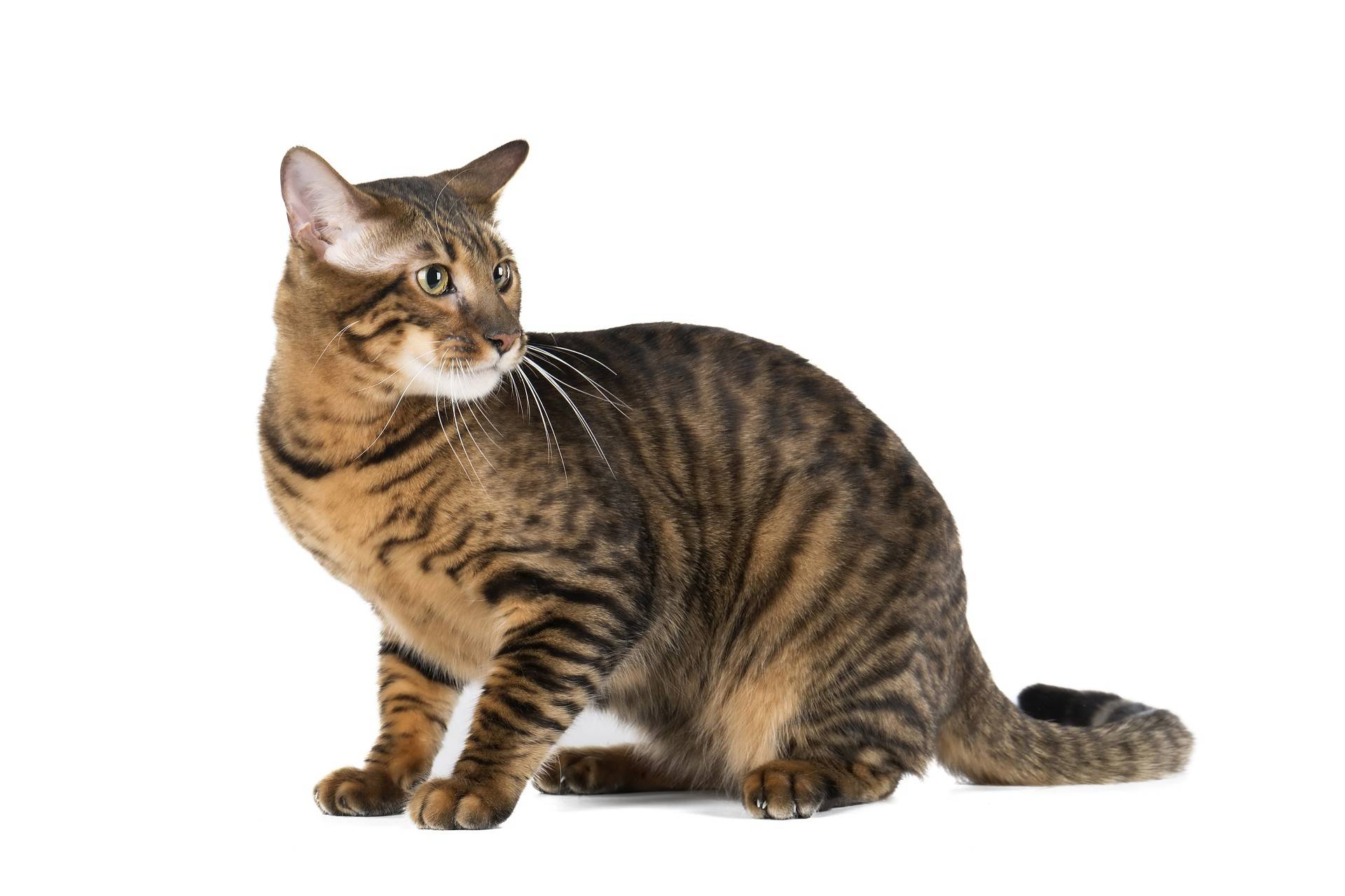 Сококе - фото и описание породы кошек (характер, уход и кормление)