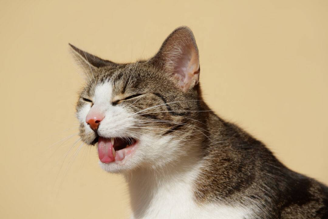 Почему кошка спит с высунутым языком?