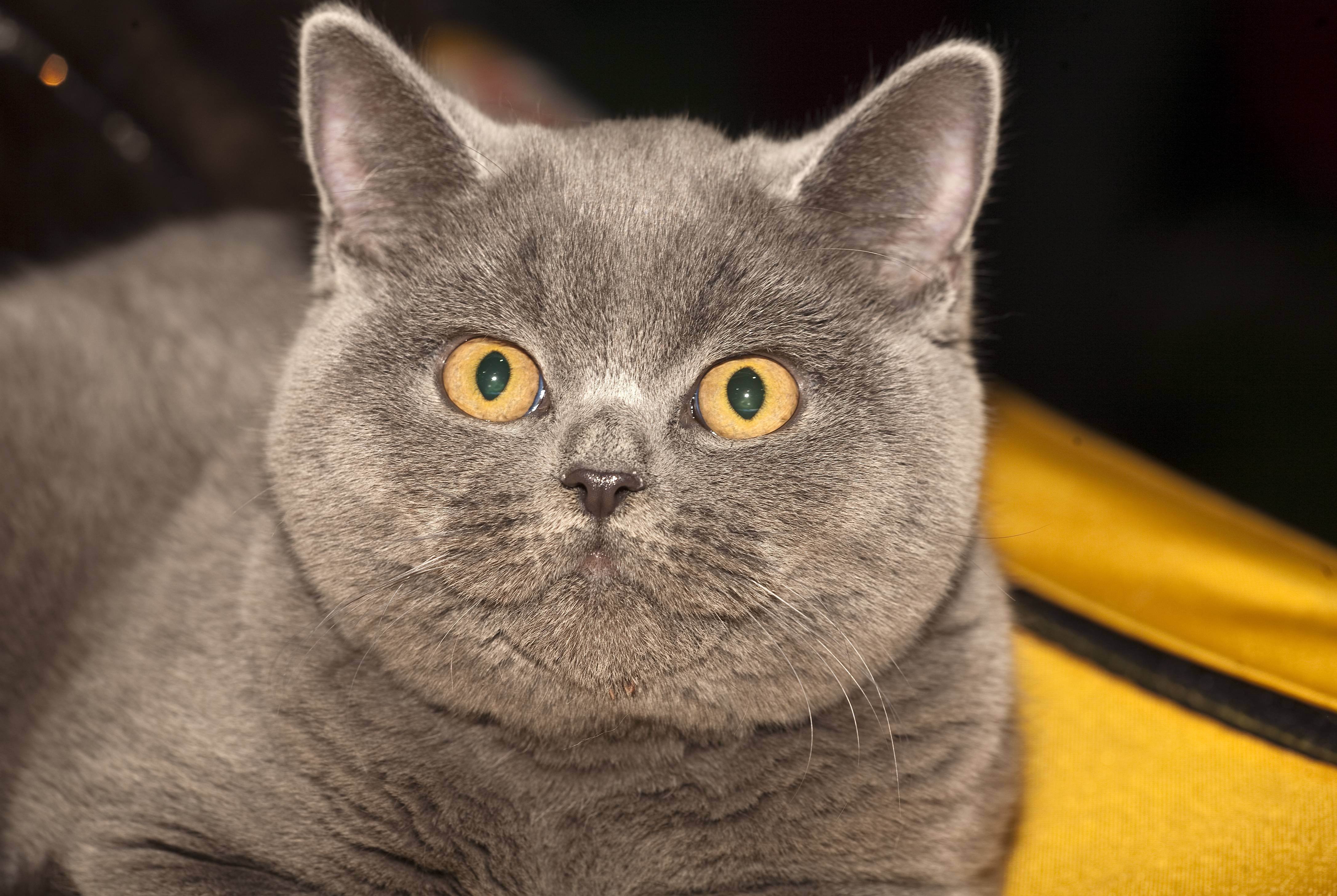Цвет глаз у британских кошек
