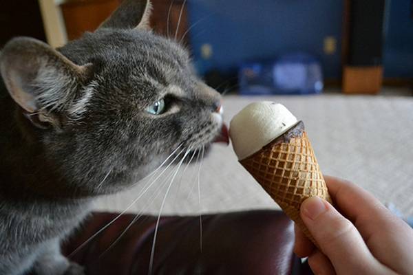 Можно ли кошкам мороженое