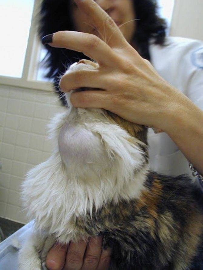 Гипертиреоз у кошек: причины, признаки, диагностика и терапия
