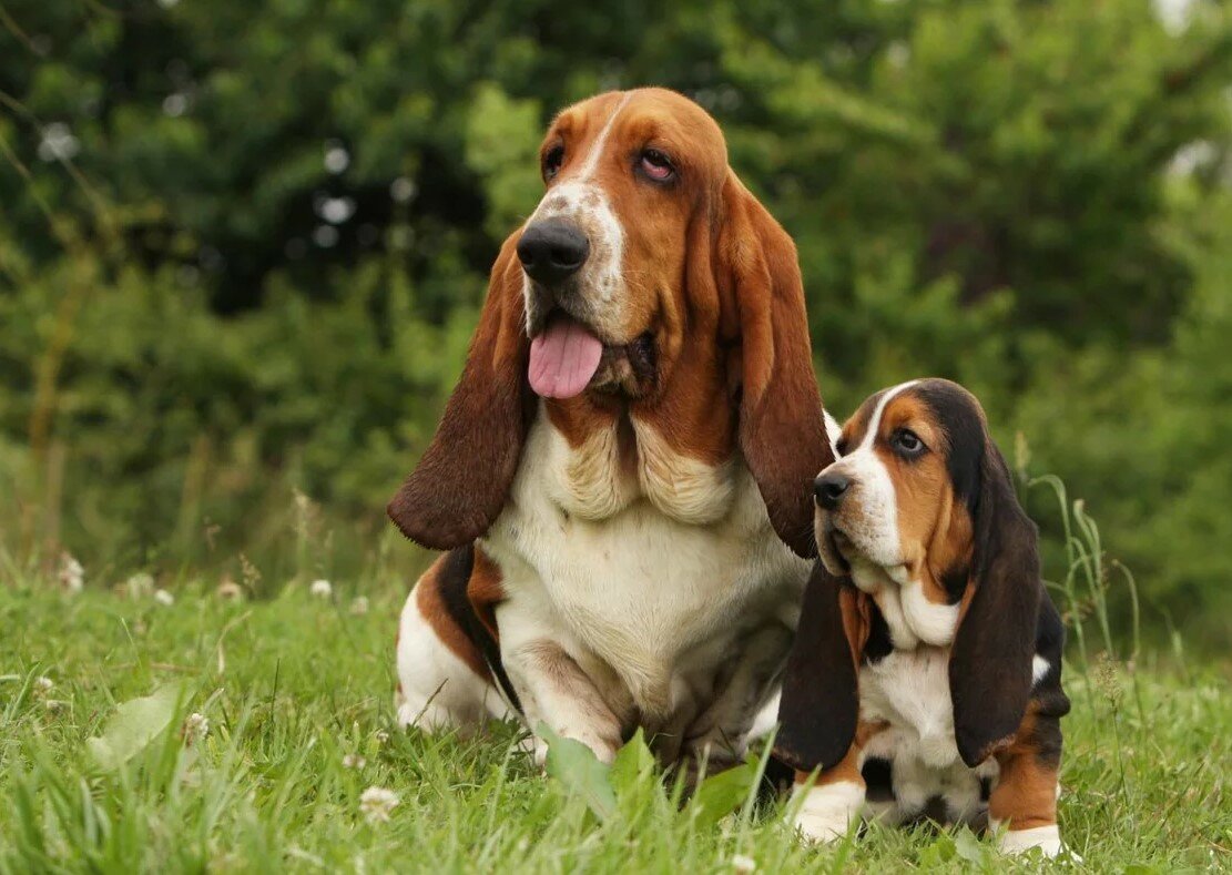 Собаки с висячими ушами фото