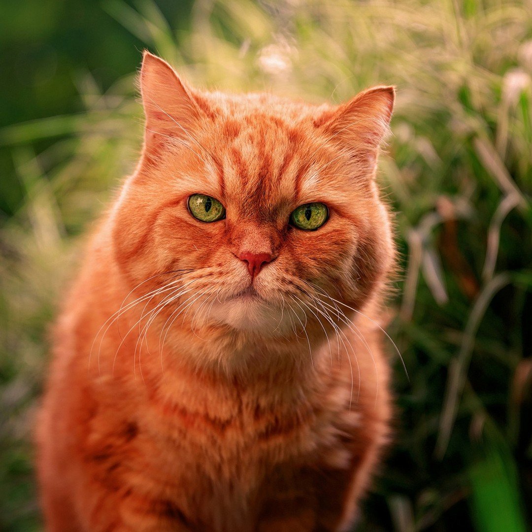рыжий кот картинки фото