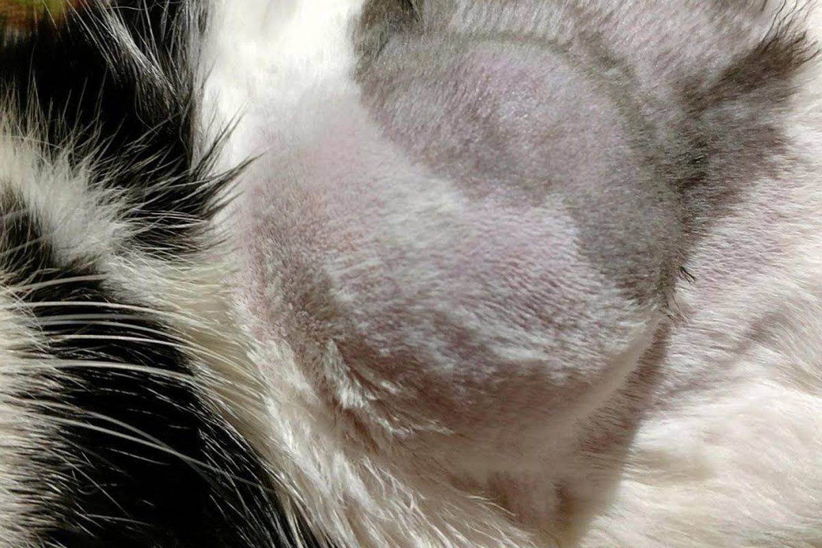 Внешние признаки рака у кошки, есть ли опасность онкологии для человека