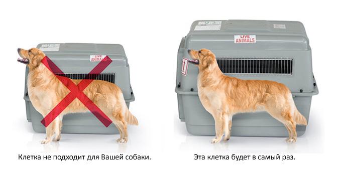 Как перевозить собаку в самолете(по россии и за границу) — правила и советы | все о собаках