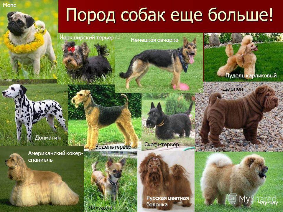 Русские породы собак с фотографиями и названиями, выведенные в россии в разное время