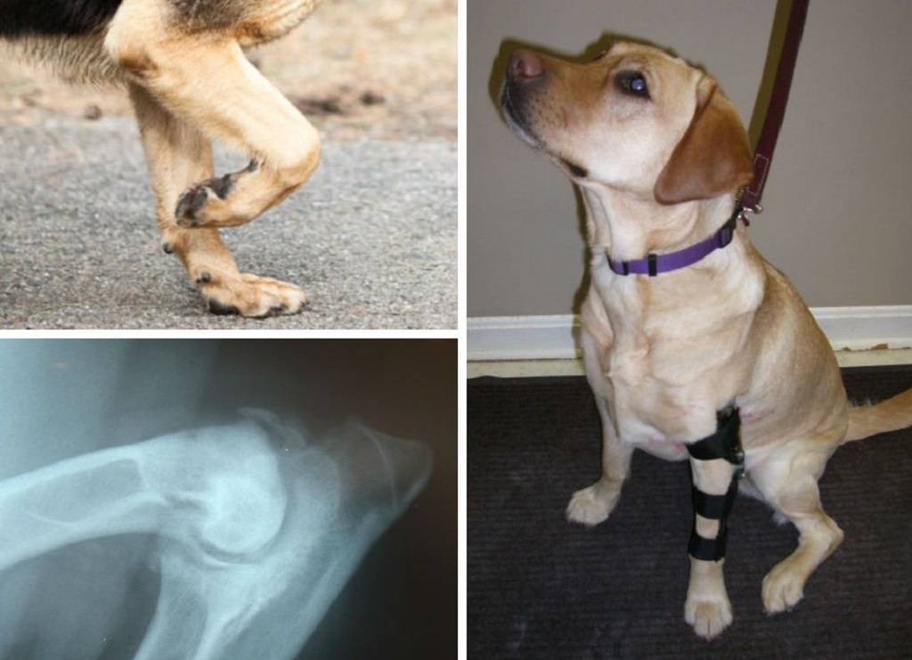 Причины прихрамывания, подгибания задних ног у собак: диагностика, первая помощь