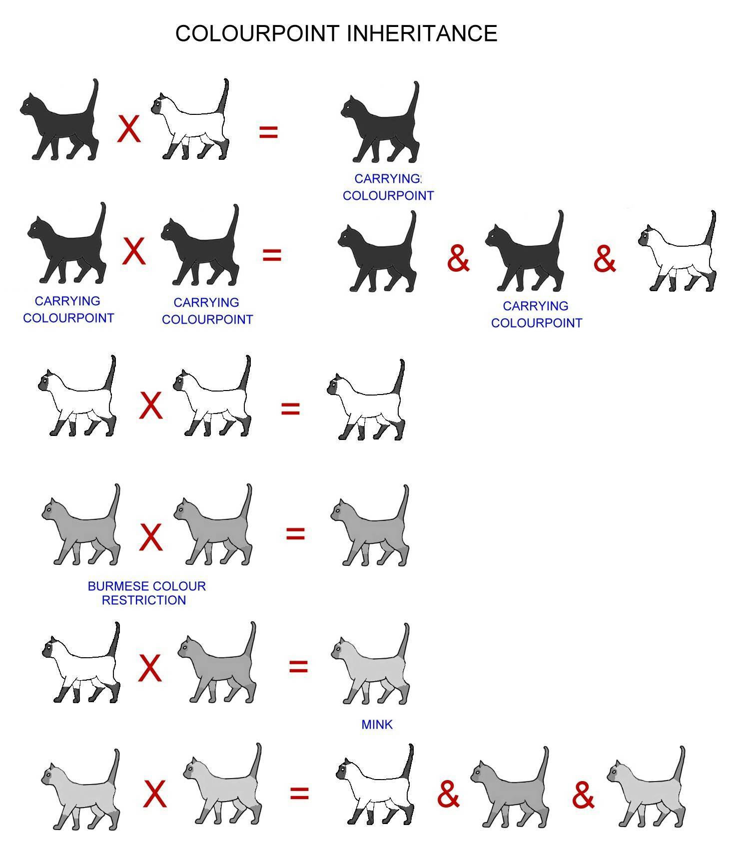 Как узнать породу кошки