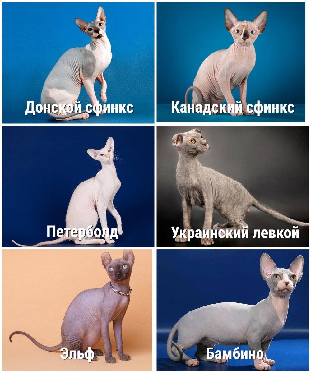Гипоаллергенные породы кошек, названия и фото