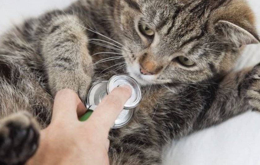 Коварный и опасный недуг: как распознать и вылечить панкреатит у кошек?