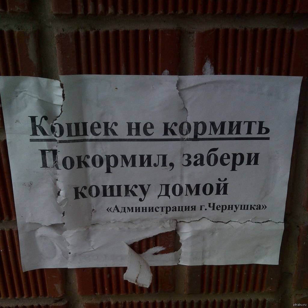 Объявление про кошек в подъезде