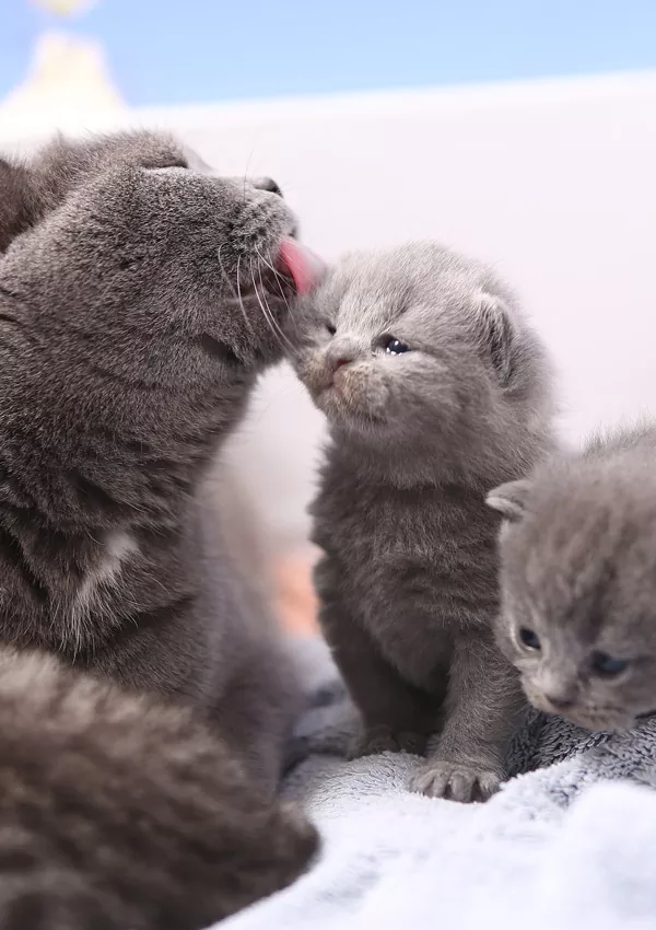 Беременность у британских кошек