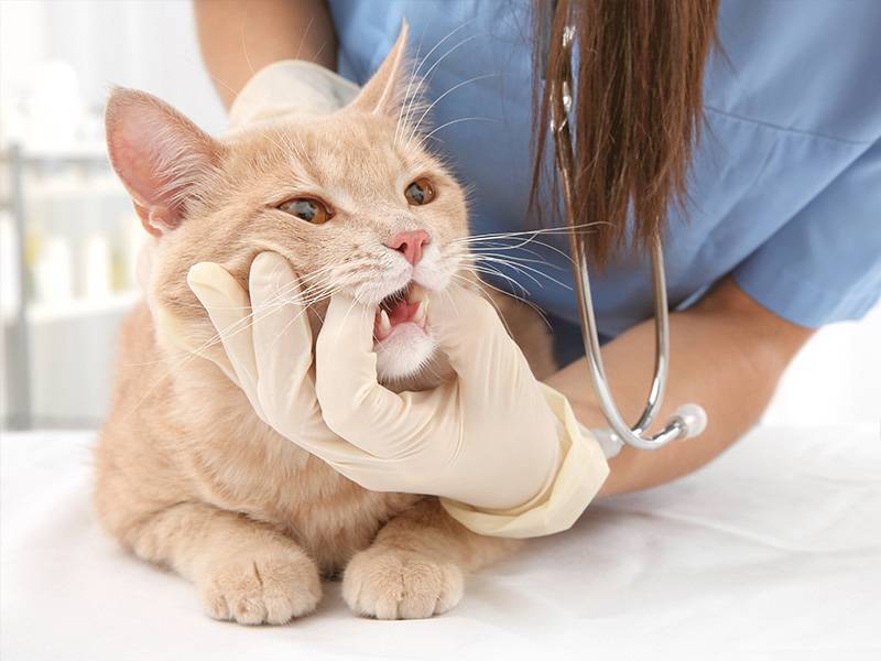 Панкреатит у кошек: симптомы, лечение и питание в домашних условиях