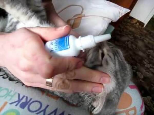 Как промыть нос кошке или котенку в домашних условиях, что лучше использовать?