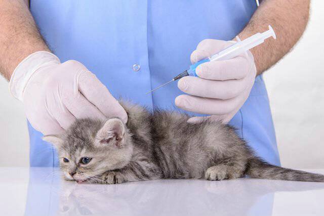 Прививки котятам в первый раз