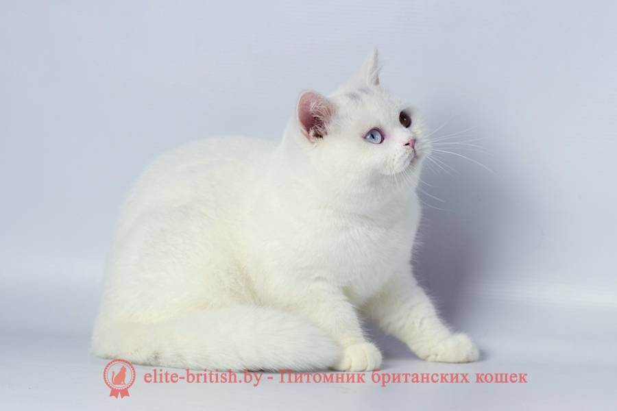 Окрасы британских кошек: фото и описание.