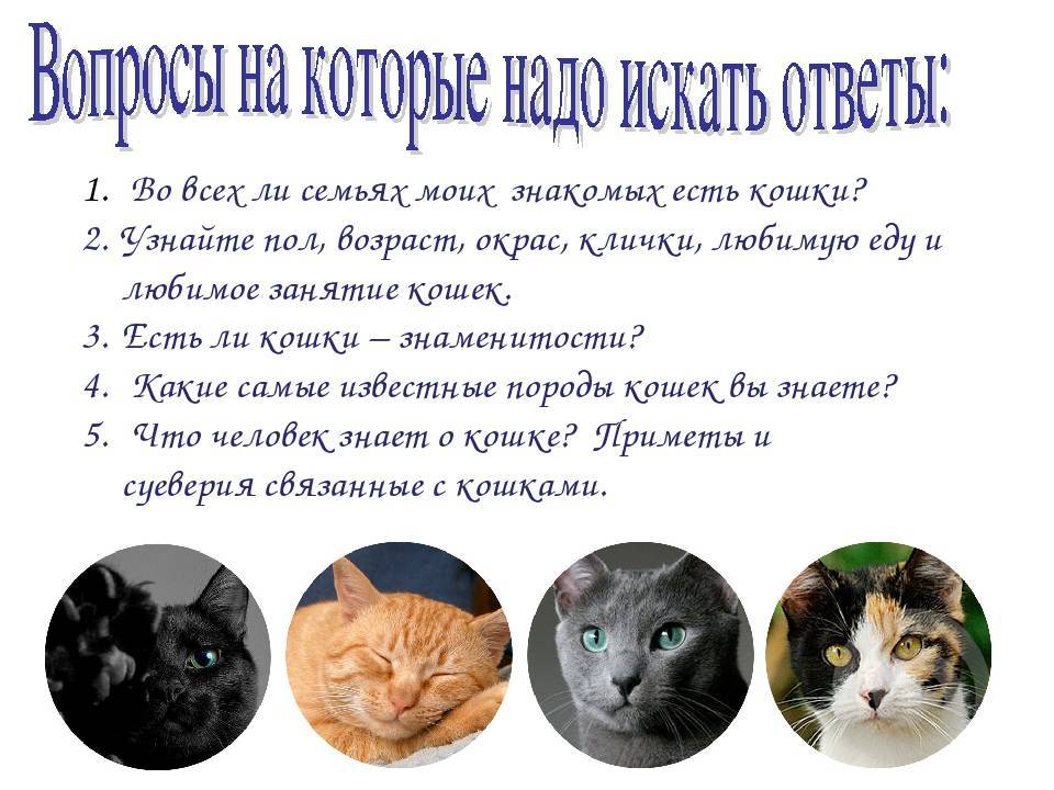 Кошки память на русском. Способности кошек. Какая память у котов. Памяти кота. Какая память у кошек и котов.