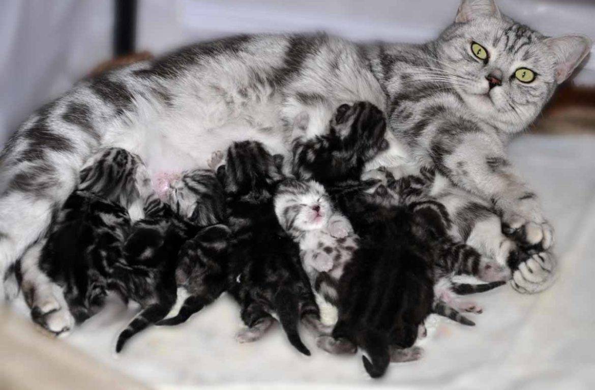 Как узнать, сколько котят родит кошка в первый раз, сколько котят может быть при рождении в последующем времени?