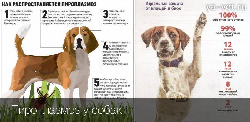 Пироплазмоз у собак - описание, симптомы и лечение