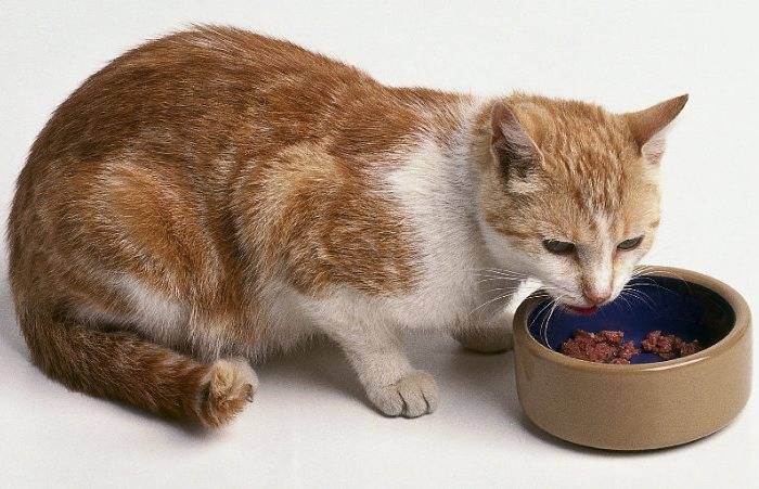 Чем следует кормить кота в домашних условиях: секреты правильного питания кошек